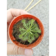 Carnivorous plant - drosera spatulata