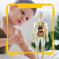 3D Human Body Torso Model Anatomy Model Skeleton Human Body Model Removable Parts