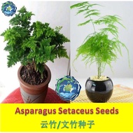 【Ready Stock/现货】Asparagus Plumosus/Setaceus Seeds 云竹/文竹种子