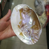 Natural Shape Pearl Shell Large Sea Snail Shell Craft Jewelry Aquarium Decoration Home Decor Pearl O