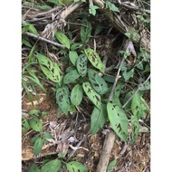 Anak pokok pisang hutan (5 pokok)