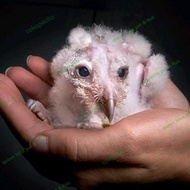 Terbaru Baby Tyto Alba / Burung Lolohan / Burung Hantu Barn Owl