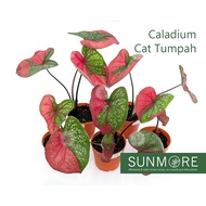 Sunmore | Caladium 'Red Beret' Rare/ Keladi Cat Tumpah Daun Bulat
