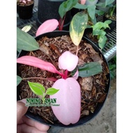 tanaman hias Philodendron pink congo/daun pink
