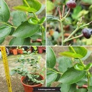 Anak Pokok Blueberry