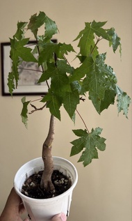 中國 五角楓 （元寶楓） 盆栽 楓樹 盆景