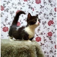 (RAS MUNCHKIN KAKI PENDEK) KUCING KITTEN MUNCHKIN CEBOL  PERSIA MEDIUM ANGGORA KUCING JANTAN BETINA 