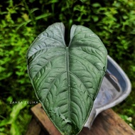 Alocasia Nebula Sp. #Original[Grosir]