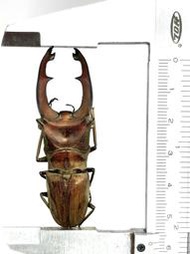 Cyclommatus zuberi.魯貝里細身赤鍬形蟲(+30~+50mm)