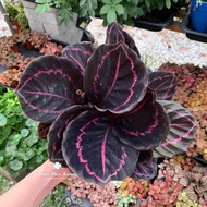 GPS Green Plant Society live indoor plant Calathea Dottie 红美丽竹芋室内植物