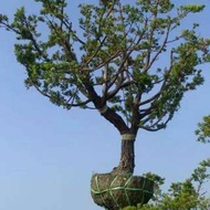 藍嶼羅漢松 樹幹直徑 30cm以上