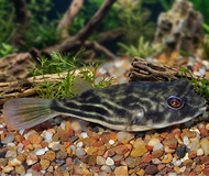 IKAN HIAS BUNTAL FAHAKA BUNTEL PUFFERFISH PUFFER FISH PUFF AIR TAWAR