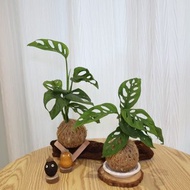 |洞洞蔓綠絨、穿孔龜背芋苔球| 贈送塑膠底座 / 植男人紳