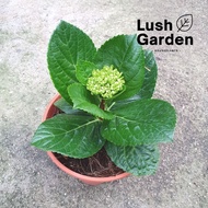 ♟(Ada Bunga) Hydrangea Bunga Tiga Bulan  Siti Zubaidah 绣球花 140mm Pot Live Plant Hiasan Pokok Bunga Hidup  Lush Garden★