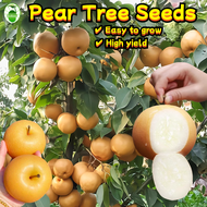 50 Seeds/pack Dwarf Pear Tree Seeds for Sale 梨种子 Sweet Pear Seeds for Planting Pear Fruit Seeds Frui