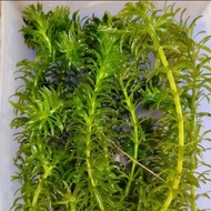 Egeria Densa (Hydrilla) 蜈蚣草 - aquarium aqua plant [lowtech]