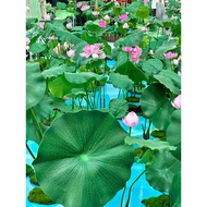 Summer Shopping Mall Indoor Lotus Simulation Flower Landscaping Atmosphere Lotus Pool Decoration Sim
