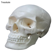 TREA Human Skull Anatomical Model  Skull Human Anatomical Anatomy Head Studying Anatomy Teaching Sup