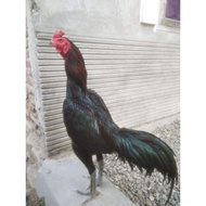 Telur Ayam Pakhoy Maneedaeng X Blackbull Full Brakot - Ayam Bangkok