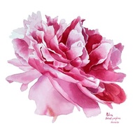 牡丹畫原創水彩花卉牆藝術粉紅色花卉藝術品