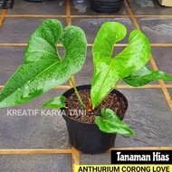 Tanaman Hias Anthurium Corong - Tanaman Anturium Corong