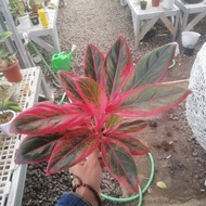 aglaonema Jayanti