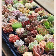 BUY 1 GET 150Pcs   The New Succulent Seeds In The Store Do Not Repeat The Delivery Of 50 Succulent Seeds店内新品多肉种子