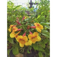 Pokok Tecoma bell orange collection plant