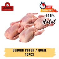 Burung Puyuh / Quail A - 10pcs