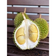 Exclusive D24 Sultan King durian - 400g Per Box