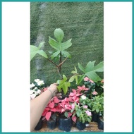 ❁ ➳ ﹍ Philodendron Rudolph (lush, live plant)