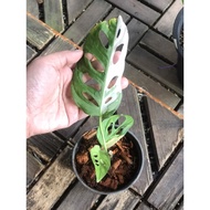 monstera adansonii albo