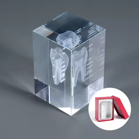 1PC Crystal Carved Dental Model, Oral Resin Dental Model, Dental Anatomy Teaching Model, Dental Cons