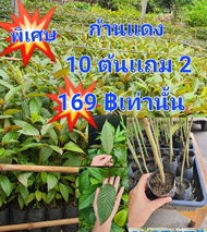 กระท่อม กระท่อมก้านเเดง พืชสมุนไพร สูง 80 เซน 10 ต้นเเถม 2 ต้น 169฿