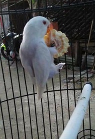 Lovebird PF Vio mantap