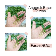 Anggrek Bulan Taiwan Pasca Aklim | Bibit Anggrek | Anggrek Bulan