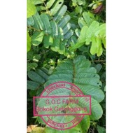 Daun Gelenggang segar dari pokok/Daun Gembirang/Candle Bush/Senna Alata