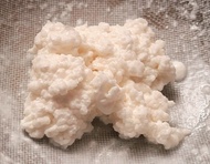 Large kefir grains 大粒奶克菲爾BB - 自製最強益生菌飲品