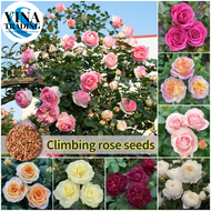 100seeds/pack Mixed Colors Climbing Rose Seeds Bonsai Flower Seeds Flowers Plants For Ornamental Pla
