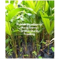 ANAK POKOK ACAIBERRY/ ACAI BERRY PLANT - ASAL BRAZIL