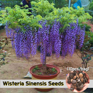 [Easy To Grow Malaysia] Wisteria Plant Seed (10pcs/bag) Wisteria Flowers Vines Hanging Flower Seed Malaysia Garden Decoration Wisteria Live Plant Purple Violacea Plena Vine Seeds Pokok Bonsai Seeds for Planting Pokok Bunga Kertas Hidup Benih Pokok Bunga