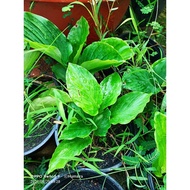 Pokok kunyit hitam/halia hitam/black ginger