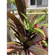 112.Lucky Bamboo Purple One Branch 30-50cm Easy to Grow Root Fr SG