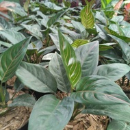 aglaonema rotundum - bibit aglonema - aglonema - aglaonema - aglonema rotundum - tanaman hias