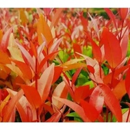 ( BISA COD ) promo tanaman hias pucuk merah tinggi 25 - 30 cm