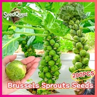 200pcs Fresh Brussel Sprouts Seeds for Planting Vegetables Plants - High Yield Organic Brussels Spro