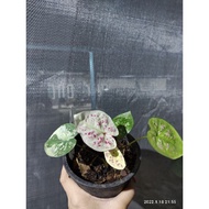 Keladi Caladium RARE Yod Mongkut / Yod Mong Kut / YMK