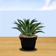 tanama hias agave mahkota