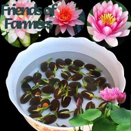 Philippines Ready Stock 5pcs/bag Lotus Water Lily Bonsai Seed Garden Hobbies Multiple Colour Plants for Sale Seeds for Planting Easy