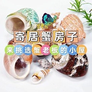 Hermit Crab Replacement Shell 3d Printing Hermit Crab Shell Cute Hermit Crab Replacement Shell Stall